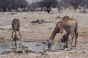 Giraffen nähern sich, wie erwähnt, dem Wasser sehr vorsichtig. Bevor sie zu trinken beginnen wird jeweils noch lange erneut gesichert. Endlich spreizen sie dann die Vorderbeine, nehmen ein paar Schlucke und richten sich sofort wieder auf.