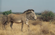 Ein weiterer, wunderbarer Grevy-Zebra Hengst (Samburu)