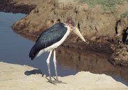 Auch der Marabu (Leptoptilos crumeniferus), ein Verwandter der Störche, kommt im Lake Nakuru NP ziemlich häufig vor.