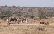 An den Wasserstellen (oft künstlich angelegt und die Wasserpumpe mit Sonnenenergie betrieben) finden sich Tierarten auf engstem Raum ein, die man sonst nicht zusammen antrifft, wie hier Burchell‘s-Zebras (E. q. burchellii) und Bärenpaviane (Papio ursinus)