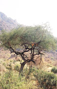 Wir trauten unseren Augen nicht: Da lag doch tatsächlich ein Löwe in einem Baum, eigentlich in einem Bäumchen. In der Tat sind die Löwen des Lake Manyara NPs bekannt dafür, dass sie im Geäst von Bäumen ruhen. Aber sie zu sehen, ist Glückssache.