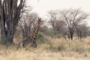 Auch diese Giraffe mit dem schönen Netzmuster ruht in der Mittagszeit im Schatten eines Baumes. Dass sie sich dazu hingelegt hat, ist aussergewöhnlich, da sie in dieser Position sehr verletzlich ist.