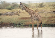 Giraffen sind ausserordentlich vorsichtige Geschöpfe. Dass eine sogar ins Wasser hineingeht und dieses durchschreitet, haben wir auf unseren Safaris vorher noch nie und nachher nie mehr gesehen. Effektiv habe ich gelesen, dass Giraffen dies nicht tun...