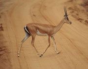 Grant Gazelle, weibliches Tier (Tsavo East)