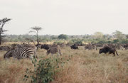 Wir durchfuhren den Krüger NP von Norden nach Süden, mit der Sonne im Rücken. Auf dieser Route bewegt man sich über ca. 2/3 des Wegs in Mopane-Wäldchen. Erst weiter südlich finden sich offene Grassavannen, mit grösseren Gnu- und Zebraherden.