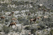 Und dann sahen wir sie, auf etwa 3000 m Höhe: Die Guanacos (Lama gunaicoe). Das sind Wildtiere - keine Haustiere - die ihr Leben in dieser kargen Umgebung fristen. Sie wurden vor etwa 5000 Jahren von den Inkas domestiziert (Ahnform des Lamas und Alpakas).