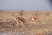 Springböcke (Antidorcas marsupialis) im Morgenlicht auf dem Weg zur Wasserstelle „Tsumcor“ (Etosha NP)