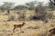 Impalabock (Aepyceros melampus melampus) in typischer Landschaft. Diese Art wird auch Schwarzfersenantilope genannt, weil, wie man sieht, oberhalb des Hufes an jedem Hinterlauf ein schwarzes Haarbüschel wächst. (Samburu)