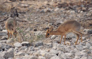Wo also ein Dikdik Böckchen ist, ist das Weibchen jeweils nicht weit. Dikdiks leben von Laub und Gräsern, nehmen aber auch Früchte, Schoten und Blüten zu sich. Ihr Habitat muss Sträucher bieten, in denen die scheuen Tiere Deckung suchen können.