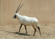 Arabische Oryx (Oryx leucoryx) im Al Wabra Wildlife Preservation Center (Foto: F. Boehmer)