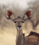 Die grossen Ohren dieser Kudu-Kuh (Tragelaphis strepsiceros) sprechen für ein ausgezeichnetes Hörvermögen. In der Regenzeit sind Kudus eher einzelgängerisch oder in kleinen Gruppen, in der Trockenzeit kommen sie zu grösseren Verbänden zusammen.