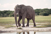 Im Etosha NP gibt es, jedenfalls in der Trockenzeit, etwa 2000 Elefanten und im innerafrikanischen Vergleich gelten sie als sehr gross. Dennoch sahen wir und auch andere Besucher des Parks, 2004 fast keine Eine Ausnahme bildete dieser riesige Bulle.