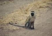 Südafrikanische Grüne Meerkatze (Cercopithecus aethiops pygerythrus) (Amboseli)