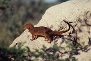 Bei diesem Tier handelt es sich wahrscheinlich um einen Kleinichneumon (Galerella pulverulenta). Kleinichneumons sind tagaktiv und gelten als einzelgängerisch. Auch dieser war allein. Die sehr ähnlichen Zwergmangusten leben dagegen in Gruppen.