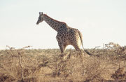 Die Giraffe (hier ein riesiger Massai-Giraffenbulle) ist das Nationaltier Tansanias. Solche Tiere werden etwa 4,5 Meter hoch und wiegen über 1000 Kilo. (Bild gemacht auf dem Weg von der Olduvai-Schlucht zum Serengeti NP).
