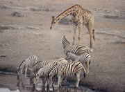 Eine Gruppe Burchells Zebras (Equus quagga burchellii) und eine vergleichsweise riesige Südafrikanische Giraffe (Giraffa cameleopardis giraffa) löschen ihren Durst an der Wasserstelle „Chudob“ (Im Etosha NP hat jede Wasserstelle einen Namen).