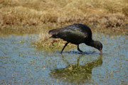 Auch der Schmalschnabelsichler oder Puna Ibis (Plegadis ridgwayi), hier im Bofedal de Parinacota, kommt in Höhen von 3100 bis 4800 m vor.