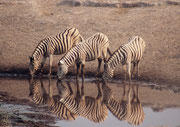 Vier weitere Burchells Zebras. Zebras wirken an den Wasserstellen oftmals recht nervös, besonders bei der Wasserstelle Chudob, wo sich mitten im Wasser eine kleine mit Schilf bewachsene Insel befindet, auf der sich ein Leopard oder Löwe verstecken könnte.