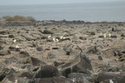 Der Galapagosalbatros (Phoebastria irrorata) ist die einzige Art aus der Familie der Albatrosse, die in den Tropen vorkommt. Er brütet ausschliesslich auf der Insel Espanola in einer Vulkanlandschaft mit Felsblöcken und spärlicher Vegetation.