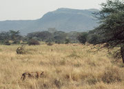 Immer wieder entdeckt man, von der Strasse her, Löwen im hohen Gras (Serengeti NP).