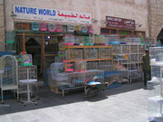 The Bird Market im Souq Waqif (Doha)