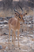 Ein schöner Impalabock (Schwarzfersenantilope). Seine markante schwarze Gesichtszeichnung zeigt, dass es sich um die, im östlichen Teil des Etosha NP häufige Unterart, Aepyceros melampus petersi, also das Schwarznasenimpala handelt.