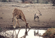 Um eine Giraffe trinken zu sehen, braucht es sehr viel Geduld. Die Tiere treten langsam aus der Deckung, und nähern sich dann sorgfältig und zögerlich der Wasserstelle an. Das kann bis zu einer halben Stunde dauern. Hinten ein Spiesssbock (Oryx gazella).