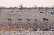 I. d. R. leben die Grossen Kudu-Bullen (Tragelaphus strepsiceros) allein oder in kleinen Junggesellenherden. Während der Brunst gesellen sie sich jedoch zu den Weibchen. Wir haben zu dieser Jahreszeit immer wieder solche kleinen Familienverbände gesehen.