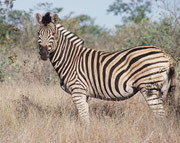 An diesem prächtigen Burchell‘s-Zebra Hengst sieht man die breiten schwarzen und weissen Streifen mit den braunen Zwischenstreifen deutlich. Man ist immer wieder beeindruckt, wie rasch die Tiere dank ihres Streifenmusters mit dem Buschwerk verschmelzen.