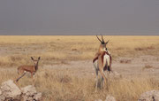 Ein Springbockweibchen (Antidorcas marsupialis) mit seinem Jungen in der Etosha Ebene. Der Himmel im Hintergrund ist nicht grau oder schwarz, sondern wolkenlos blau. Die Lichtverhältnisse geben aber den täuschenden Eindruck eines aufkommenden Gewitters.