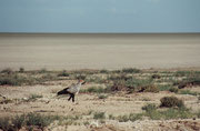 Ein Sekretär (Sagittarius serpentarius) am Ufer der weiten Ebene des ausgetrockneten Sees. So hatten wir den Etosha NP in Erinnerung. In diesem Teil des Parks hatte es offenbar weniger geregnet oder das Wasser war bereits wieder verdunstet.