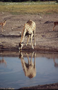 Giraffen brauchen lange, bis sie sich endlich entschliessen zu trinken, weil sie in diesem Moment sehr wehrlos sind. Sie können sogar ohne zu Trinken ein Wasserloch wieder verlassen ! Im Bild eine Südafrikanische Giraffe (Giraffa camelopardalis giraffa)