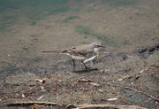 Neben diversen Webervogelarten, die ihre kunstvoll geflochtenen Nester an Zweige unmittelbar über der Wasserfläche bauten, wo sie gut geschützt sind, sahen wir auch diese Kapstelze (Motacilla capensis).