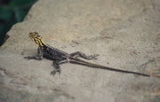 In der unmittelbaren Umgebung unseres Rondavels, also unseres Häuschens, im Daan Viljoen Wildpark hausten auch ein paar Siedleragamen (Agama agama). Hier ein Weibchen oder ein rangtiefes Männchen.