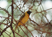 Auch der Maskenweber (Ploceus velatus) besuchte uns am Sossusvlei-Zeltplatz. Er ist der häufigste Webervogel in den Trockengebieten im westlichen und inneren Südafrika. Er ist ein Koloniebrüter (Männchen haben in der Regel mehrere weibliche Partner).