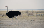 Ein schöner Straussenhahn (Struthio camelus) am Rande der ausgetrockneten Salzpfanne des Etosha NP. Strausse sind sehr widerstandsfähige Vögel. Oft haben wir sie als kleine Punkte weit draussen auf der riesigen, heissen Salzpfanne marschieren gesehen.