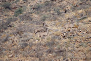 Eine Junggesellen-Gruppe des Grossen Kudu (Tragelaphus strepsiceros), die hier erstaunlich behende über den felsigen Berghang nach oben klettert. Kudus sind in der Tat erstaunlich berggängig.