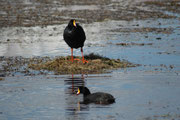 Auf dem Lago Chungara sahen wir auch das Riesenblässhuhn (Fulica gigantea). Das Nest besteht nicht aus Zweigen (Bäume und Sträucher gibt es ja hier nicht), sondern aus Wasserpflanzenmaterial