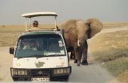 Den Insassen dieses Safaribuses wurde es jedenfalls etwas ungemütlich (man beachte den Chauffeur)….