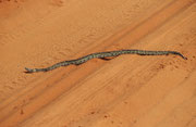 Python auf der Strasse (Tsavo East)