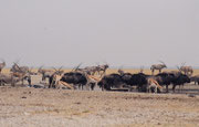 Es ist unglaublich, wie viele Tiere sich bei der Wasserstelle Andoni trafen. Hier sind es Südafrikanische Oryx (Oryx gazella), Streifengnus (Connochaetus taurinus), Springböcke (Antidorcas marsupialis) und Paradieskraniche (Antropoides paradiseus).