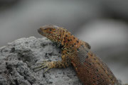 Total gibt es 20 Microlophus-Arten, davon sind 6 auf Galapagos endemisch. Ihre Färbung variiert nicht nur von Insel zu Insel, sondern selbst innerhalb der Insel. Männchen sind zudem anders gefärbt als Weibchen und dann können sie auch die Farbe wechseln.