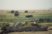 Elefanten, Gnus und Kaffernbüffel in Sumpflandschaft (Amboseli)