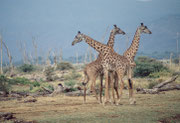 Von nahe betrachtet, zeigt sich, dass es sich im Lake Manyara NP um Massai-Giraffen (Giraffa camelopardis tippelskirchi) handelt.