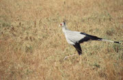 Sekretär (Sagittarius serpentarius). Den Namen hat er von den schwarzen Federn am Kopf. Er ist kein Storch oder Reiher, sondern ein grosser, langbeiniger Greifvogel. Seine bevorzugte Nahrung sind Schlangen, die er mit einem Tritt in die Wirbelsäule tötet.