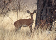 In Namibia heisst diese schöne, zarte Antilope „Steinböckchen“ (Raphicerus campestris).