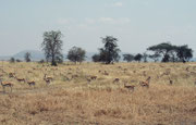 Als wir in der Serengeti waren, sahen wir tatsächlich praktisch keine Gnus und Zebras mehr, aber andere Arten, wie die Grant Gazelle und die hier abgebildete Thomson Gazelle (Eudorcas thomsonii) entdeckten wir nach wie vor in grossser Zahl.