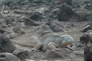 Den Drusenkopf (Conolophus subcristatus), auch Galapagos-Landleguan genannt, gibt es nur auf den Galapagos. Die bis zu 1,20 m langen, gelb oder braun gefärbten, schwer gebauten Echsen schauen eigentlich ganz freundlich in die Welt.