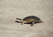 Eine Wasserschildkröte (!) auf der Strasse. Man ist erstaunt, welche Tiere zu beobachten sind, wenn es in der Etosha Salzpfanne Wasser hat und man fragt sich, wo sich diese Wasserbewohner aufhalten, wenn es wieder staubtrocken und brennend heiss ist.