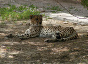 Somalischer Gepard (Acinonyx jubatus soemmeringi) im Al Wabra Wildlife Preservation Center